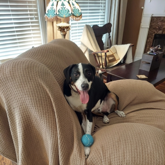 PetShoppe Dog Tennis Balls - Safe for dog's teeth & NON-TOXIC 2 Pk 5☆ BNWT SO - Picture 13 of 16